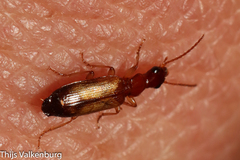 Paradromius linearis