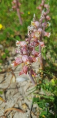 Lachenalia variegata
