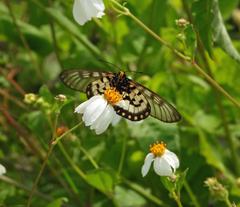 Acraea andromacha