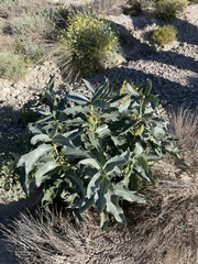 Asclepias erosa