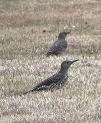 Colaptes auratus cafer