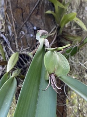 Prosthechea aemula