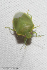 Acrosternum millierei