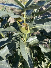 Asclepias erosa