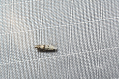 Argyresthia austerella