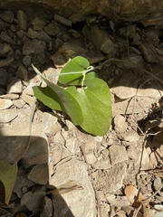 Aristolochia californica