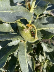 Asclepias erosa