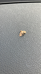 Limacodidae