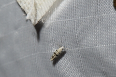 Argyresthia austerella