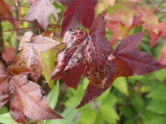 Phyllocnistis liquidambarisella