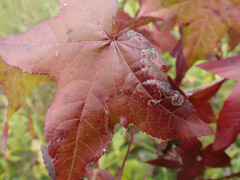 Phyllocnistis liquidambarisella