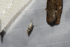 Argyresthia austerella