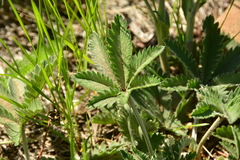 Potentilla