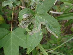 Phyllocnistis liquidambarisella