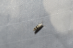 Argyresthia austerella