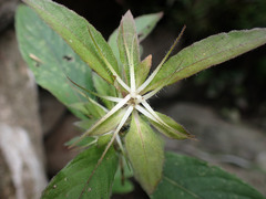 Ruellia caroliniensis