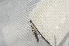 Argyresthia austerella