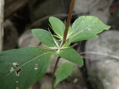 Ruellia caroliniensis