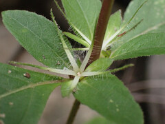 Ruellia caroliniensis
