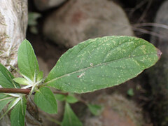 Ruellia caroliniensis
