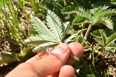 Potentilla