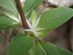 Ruellia caroliniensis