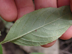 Ruellia caroliniensis