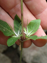 Ruellia caroliniensis