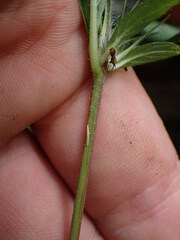 Ruellia caroliniensis