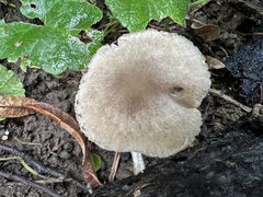 Coprinopsis melanthina