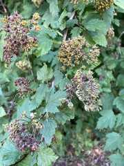 Physocarpus capitatus