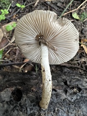 Coprinopsis melanthina