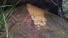 Erythrorchis cassythoides