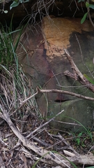 Erythrorchis cassythoides