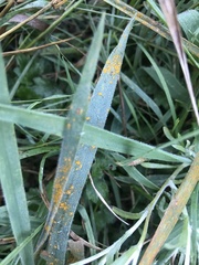 Coleosporium