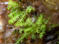 Caulerpa webbiana