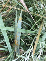 Coleosporium
