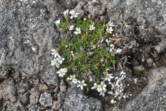 Cherleria biflora