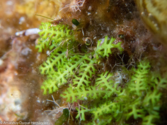 Caulerpa webbiana