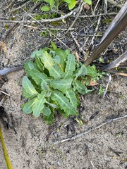 Sonchus megalocarpus