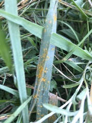 Coleosporium