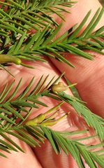 Taxodiomyia taxodii