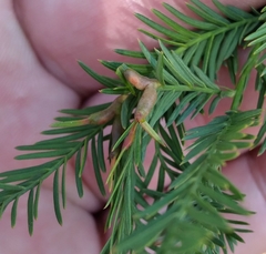Taxodiomyia taxodii