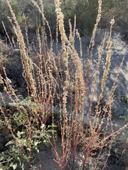 Amaranthus fimbriatus