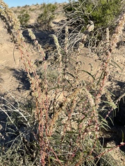 Amaranthus fimbriatus