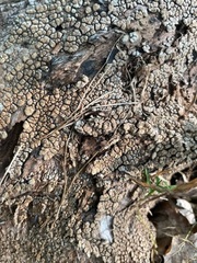 Xylobolus frustulatus