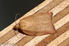 Clepsis siciliana