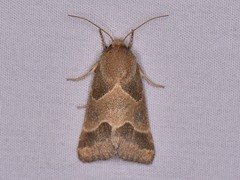 Schinia gracilenta