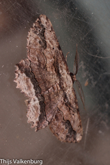 Menophra abruptaria