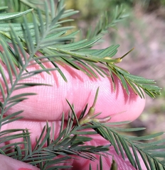 Taxodiomyia taxodii
